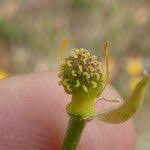 Attēlu rezultāti vaicājumam “Ranunculus acris fruit”