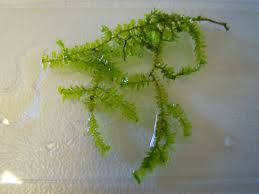 Attēlu rezultāti vaicājumam “Homalia trichomanoides”