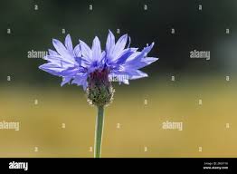 Attēlu rezultāti vaicājumam “Cyanus segetum”