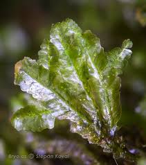 Attēlu rezultāti vaicājumam “Homalia trichomanoides”