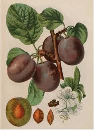 Attēlu rezultāti vaicājumam “Prunus domestica subsp. insitita”