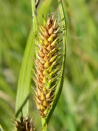 Attēlu rezultāti vaicājumam “Carex atherodes”