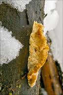 Attēlu rezultāti vaicājumam “Antrodia malicola”