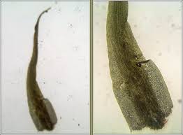 Attēlu rezultāti vaicājumam “Leptobryum pyriforme”