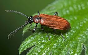 Attēlu rezultāti vaicājumam “Schizotus pectinicornis”