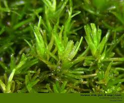 Attēlu rezultāti vaicājumam “Dicranum viride”