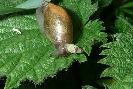 Attēlu rezultāti vaicājumam “Leucochloridium paradoxum”