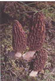 Attēlu rezultāti vaicājumam “Morchella esculenta”