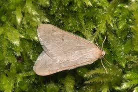 Attēlu rezultāti vaicājumam “Epirranthis diversata imago”