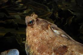 Image result for Microstomus kitt