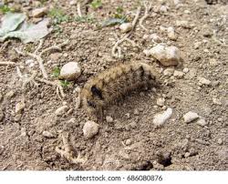 Attēlu rezultāti vaicājumam “Arctia caja larva”