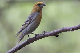 Attēlu rezultāti vaicājumam “Pinicola enucleator adult”