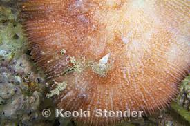 Attēlu rezultāti vaicājumam “Reticularia lobata spores”