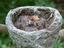 Attēlu rezultāti vaicājumam “Motacilla alba nest”