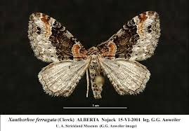 Attēlu rezultāti vaicājumam “Xanthorhoe ferrugata”