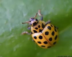 Attēlu rezultāti vaicājumam “Psyllobora vigintiduopunctata”