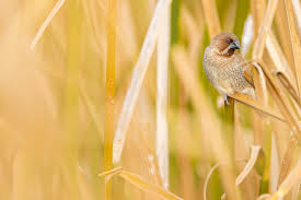 Attēlu rezultāti vaicājumam “Gallinago gallinago nest”