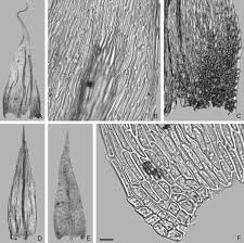 Attēlu rezultāti vaicājumam “Brachytheciastrum velutinum”