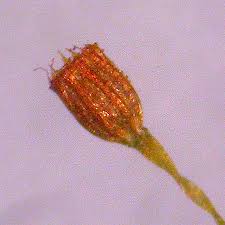 Attēlu rezultāti vaicājumam “Rhabdoweisia fugax”