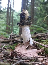 Attēlu rezultāti vaicājumam “Phallus impudicus”
