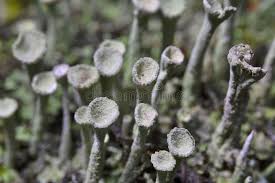 Attēlu rezultāti vaicājumam “Cladonia fimbriata”