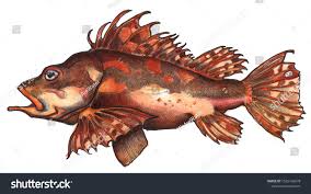 Image result for Scorpaena scrofa