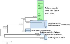 Image result for Rhabdosargus holubi
