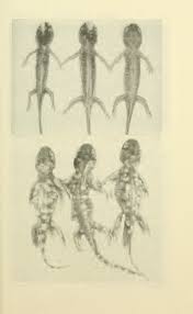 Attēlu rezultāti vaicājumam “Diderma tigrinum young”