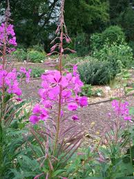 Image result for Weidenröschen