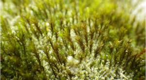 Attēlu rezultāti vaicājumam “Didymodon tophaceus”