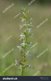 Attēlu rezultāti vaicājumam “Platanthera bifolia flower”