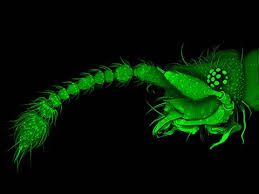 Attēlu rezultāti vaicājumam “Phronia sp. larva”