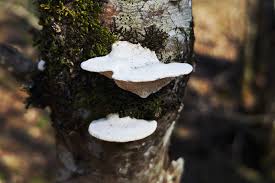 Attēlu rezultāti vaicājumam “Trametes suaveolens”