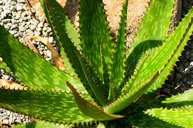 Attēlu rezultāti vaicājumam “Xanthorrhoeaceae”