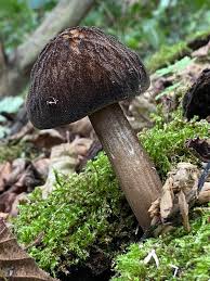 Attēlu rezultāti vaicājumam “Pluteus umbrosus”