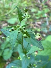 Attēlu rezultāti vaicājumam “Scrophularia nodosa leaf”