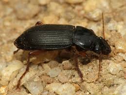 Attēlu rezultāti vaicājumam “Pseudoophonus rufipes”