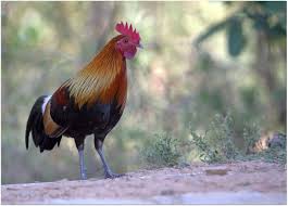 Attēlu rezultāti vaicājumam “Gallus male”