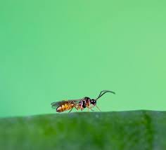 Attēlu rezultāti vaicājumam “Aphis confusa”