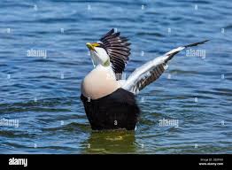 Attēlu rezultāti vaicājumam “Somateria mollissima”