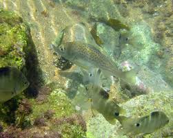 Image result for Pomadasys commersonnii