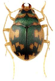 Attēlu rezultāti vaicājumam “Omophron limbatum”