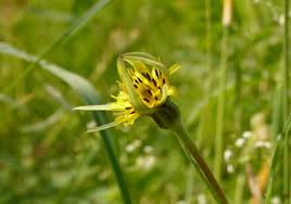 Attēlu rezultāti vaicājumam “Tragopogon pratensis subsp. pratensis”