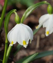 Attēlu rezultāti vaicājumam “Leucojum vernum var. carpathicum”