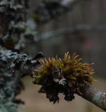 Attēlu rezultāti vaicājumam “Ulota crispa”