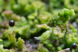 Attēlu rezultāti vaicājumam “Ptilidium ciliare”