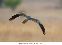 Attēlu rezultāti vaicājumam “Circus pygargus”