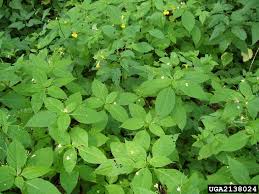 Attēlu rezultāti vaicājumam “Impatiens parviflora leaf”