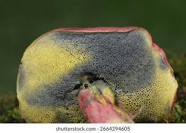 Attēlu rezultāti vaicājumam “Xerocomus rubellus”