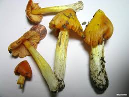 Attēlu rezultāti vaicājumam “Hygrocybe acutoconica”